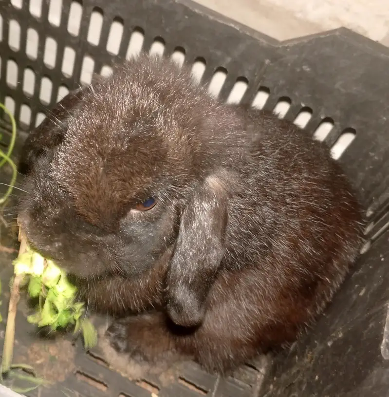 Holland lop bunny — photo 2