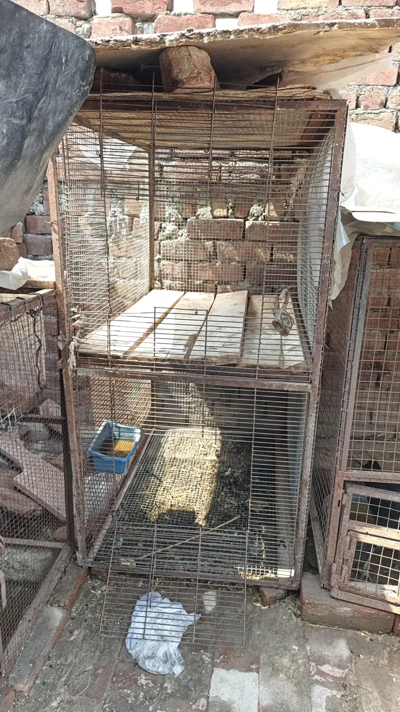 cage for sale call no#03035774724 — photo 2