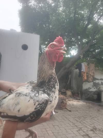 black&white Aseel Rooster for sale