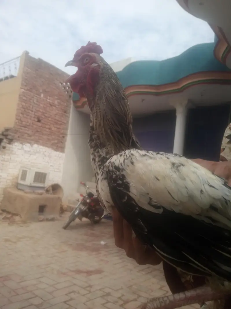 black&white Aseel Rooster for sale — photo 2