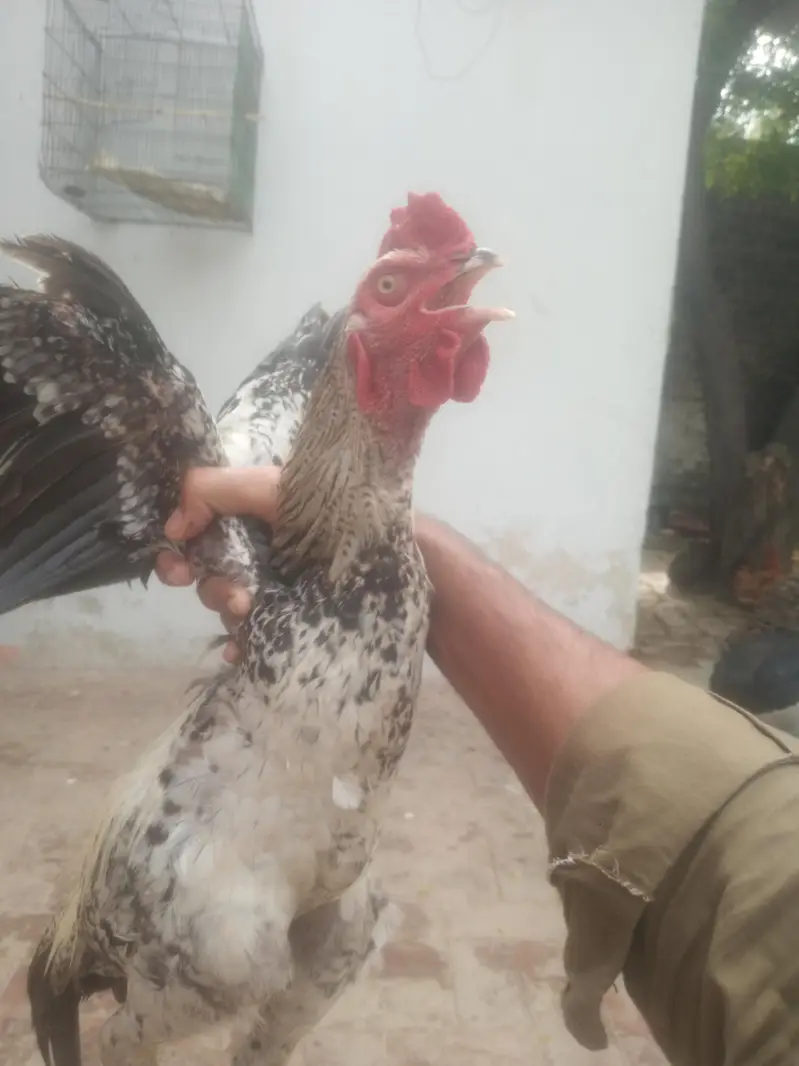black&white Aseel Rooster for sale — photo 3