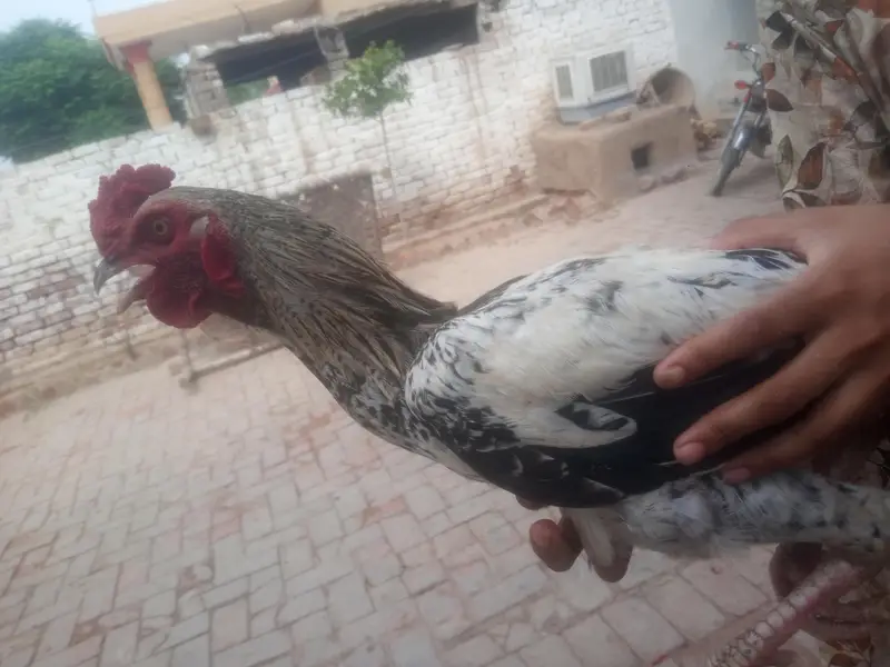 black&white Aseel Rooster for sale — photo 4