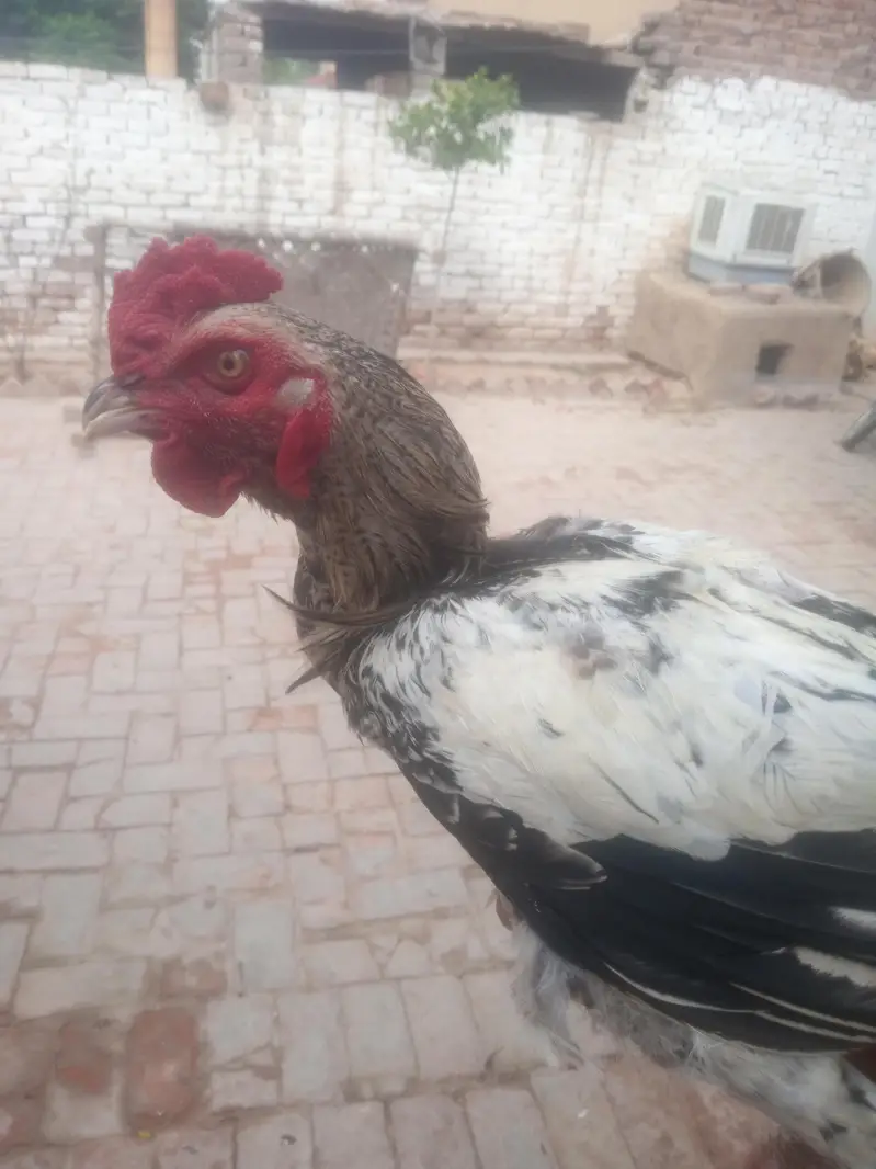black&white Aseel Rooster for sale — photo 5