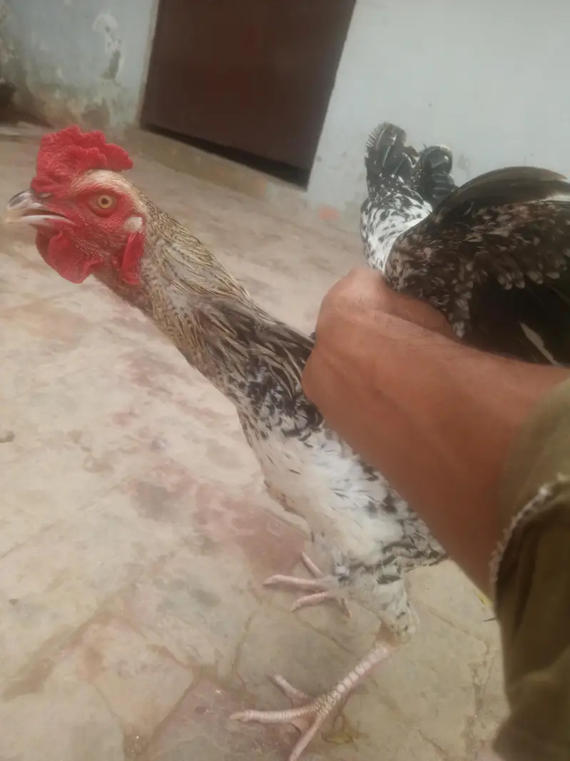 black&white Aseel Rooster for sale — photo 6