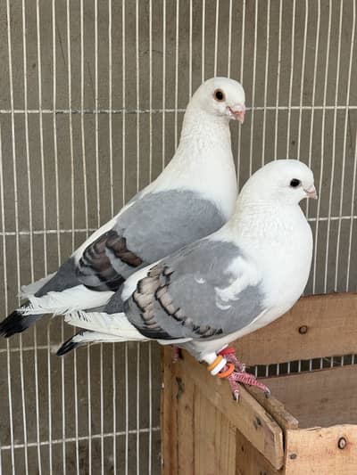 Sab sale krne hain exchange ho skty hain parrots se