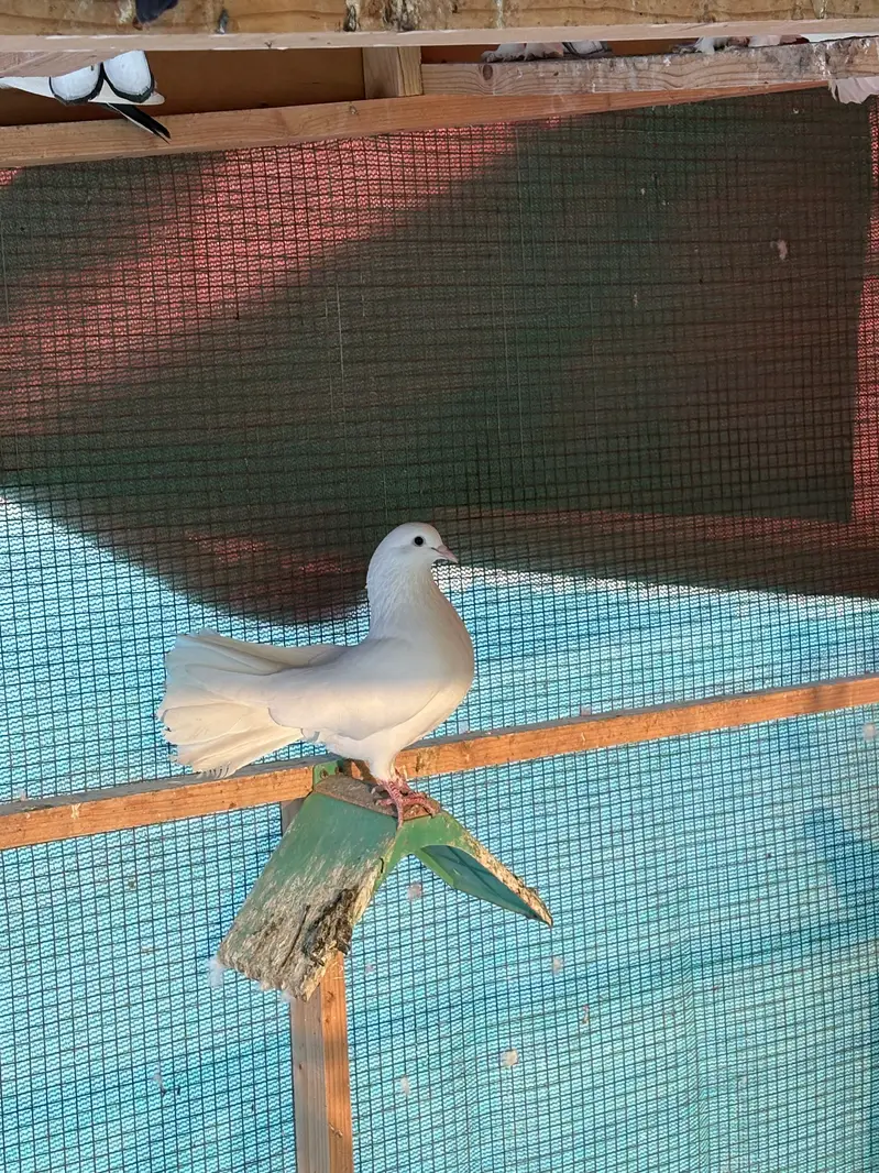Sab sale krne hain exchange ho skty hain parrots se — photo 2