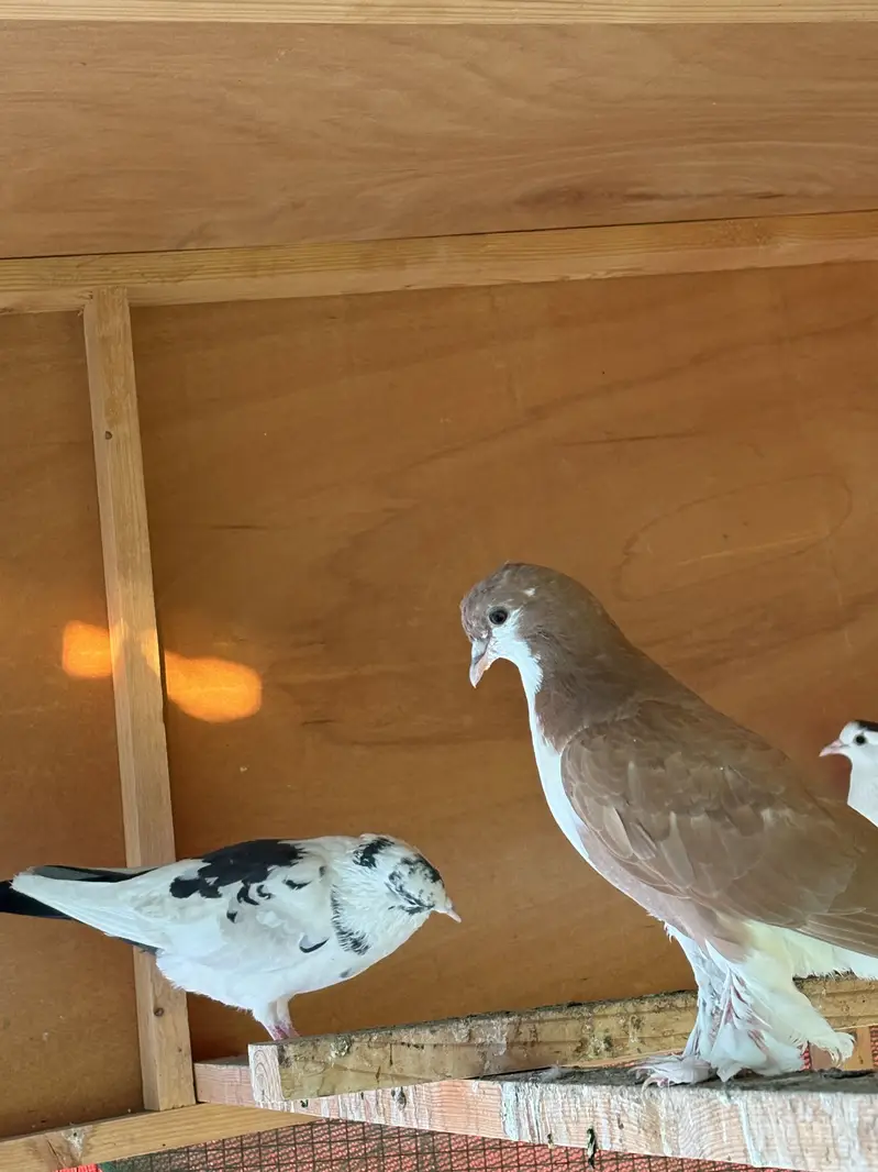 Sab sale krne hain exchange ho skty hain parrots se — photo 3