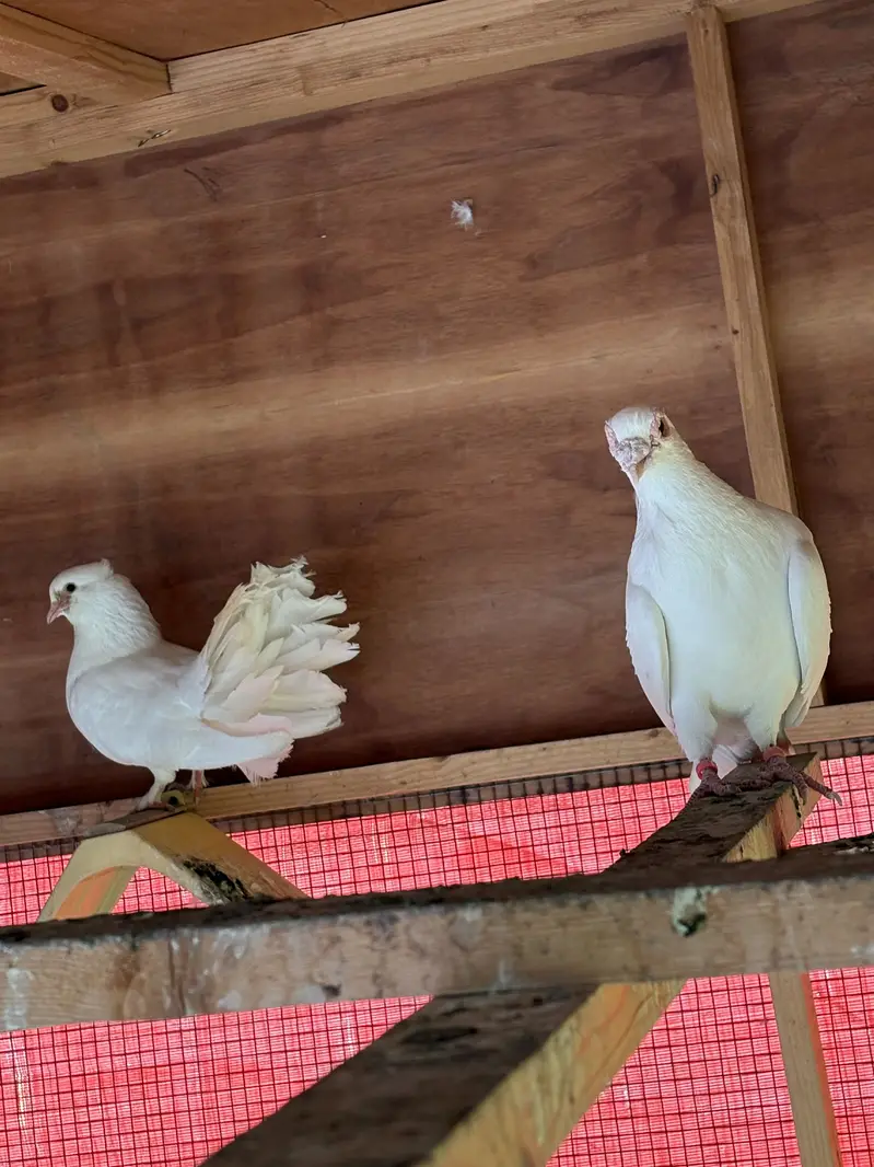 Sab sale krne hain exchange ho skty hain parrots se — photo 4