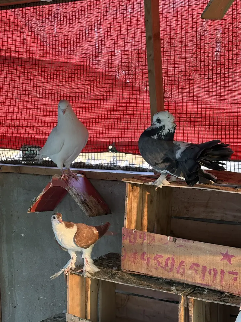 Sab sale krne hain exchange ho skty hain parrots se — photo 5