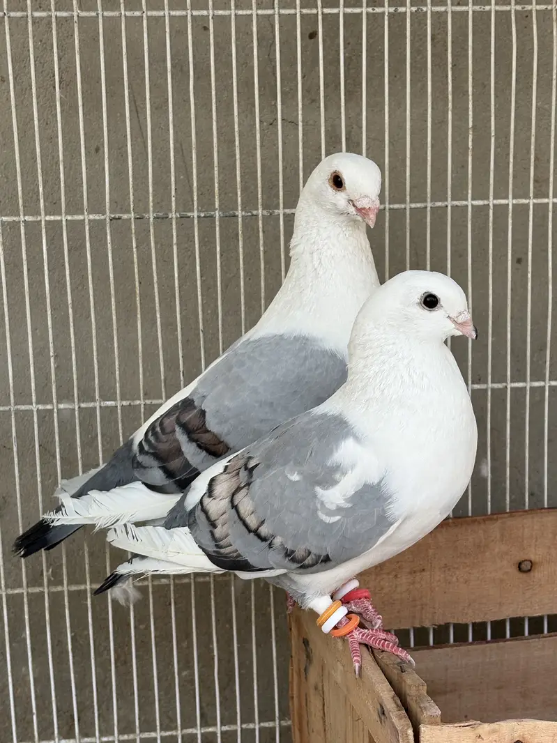 Sab sale krne hain exchange ho skty hain parrots se — photo 6