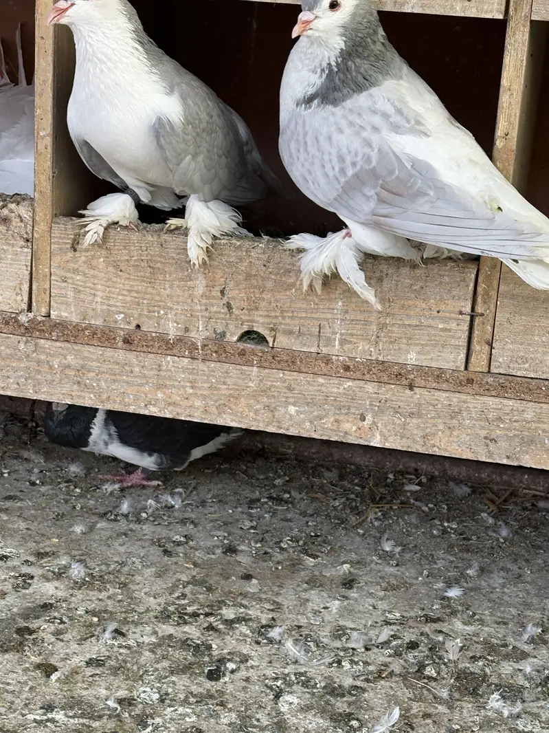 Sab sale krne hain exchange ho skty hain parrots se — photo 7