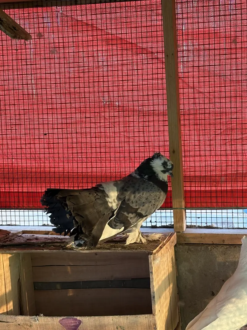 Sab sale krne hain exchange ho skty hain parrots se — photo 8