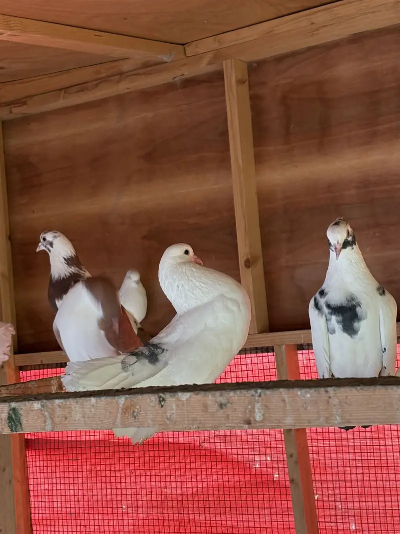 Sab sale krne hain exchange ho skty hain parrots se — photo 9