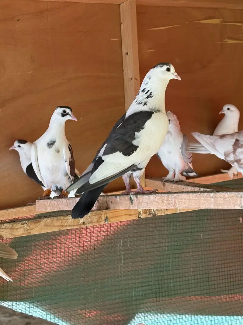 Sab sale krne hain exchange ho skty hain parrots se — photo 10
