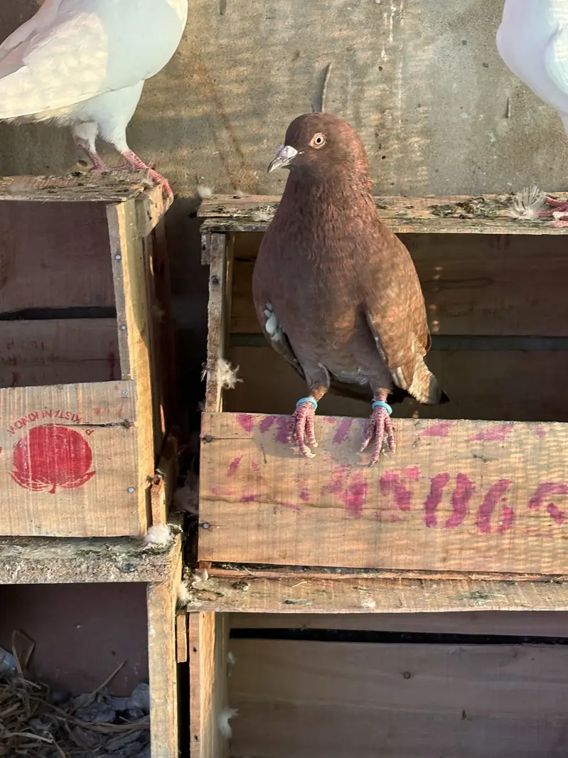 Sab sale krne hain exchange ho skty hain parrots se — photo 11