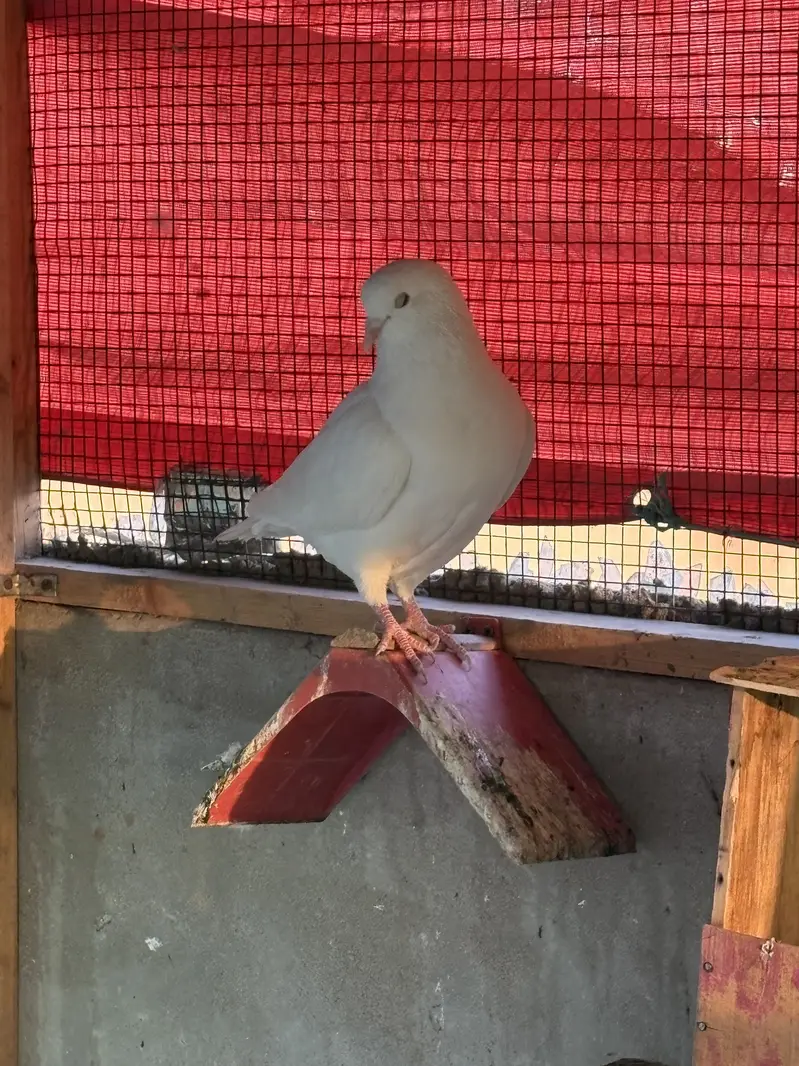 Sab sale krne hain exchange ho skty hain parrots se — photo 12