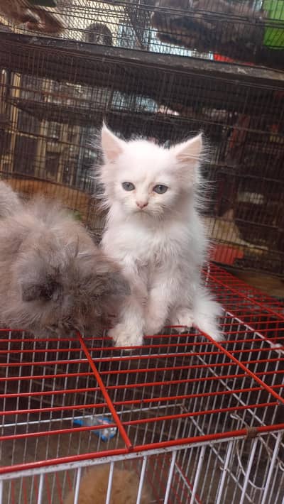 Persian kitten