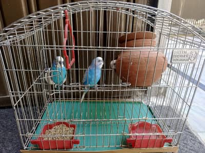 lovebirds