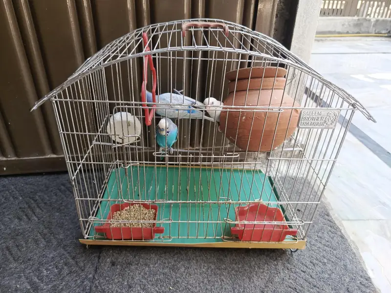 lovebirds — photo 2