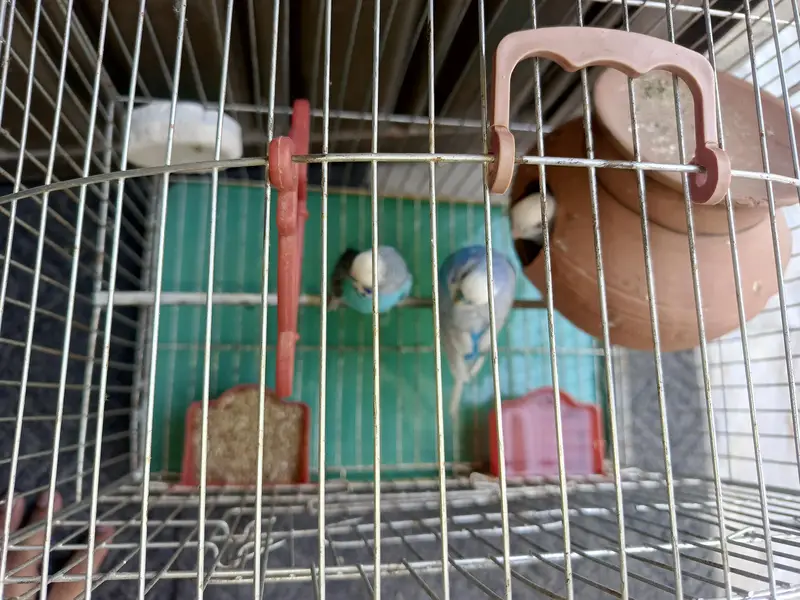 lovebirds — photo 3
