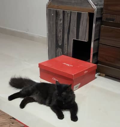 Black female Persian cat