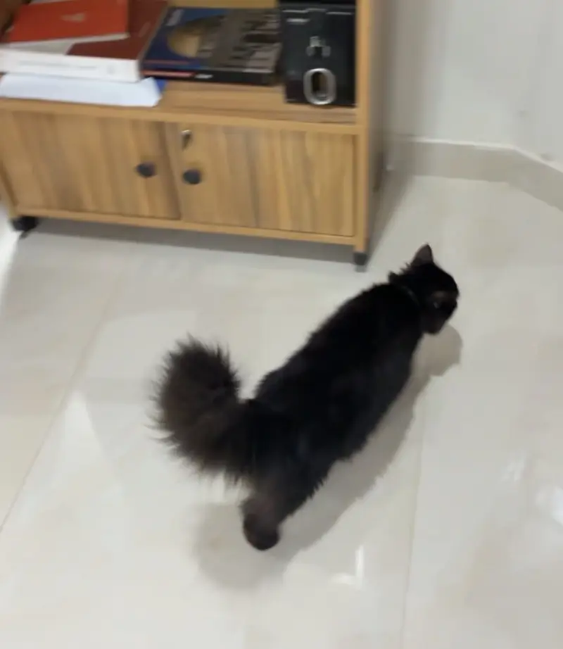 Black female Persian cat — photo 2