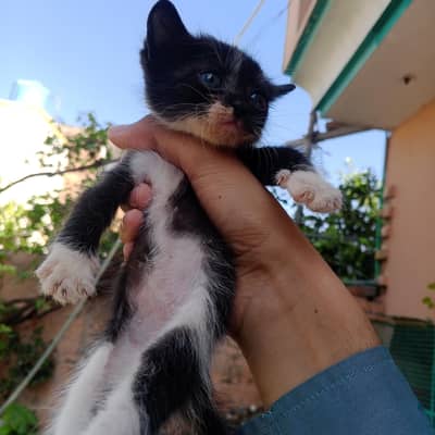 Persian Kittens For Sale