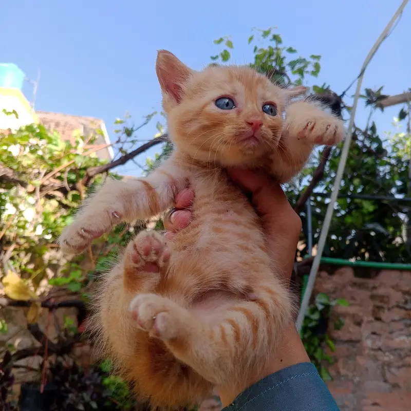 Persian Kittens For Sale — photo 2