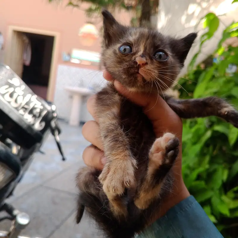 Persian Kittens For Sale — photo 3