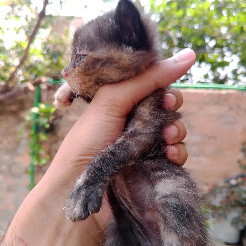 Persian Kittens For Sale — photo 4