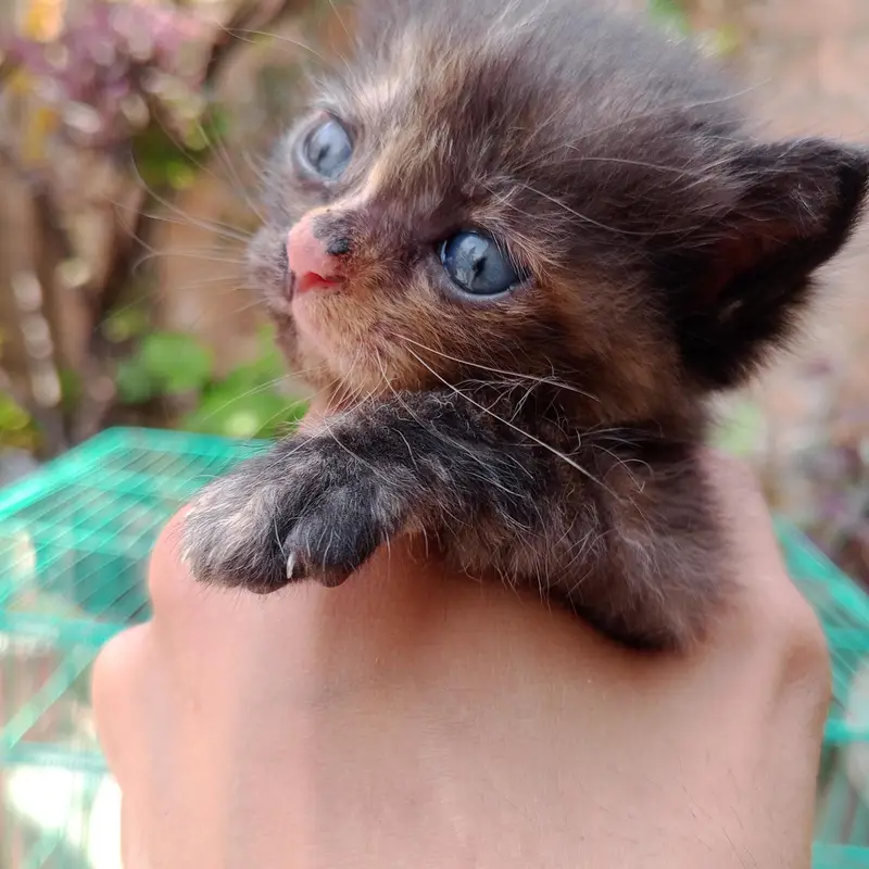 Persian Kittens For Sale — photo 5