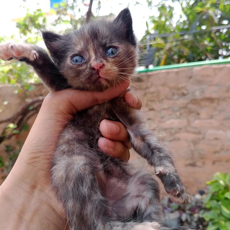 Persian Kittens For Sale — photo 6