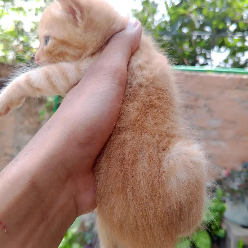 Persian Kittens For Sale — photo 7