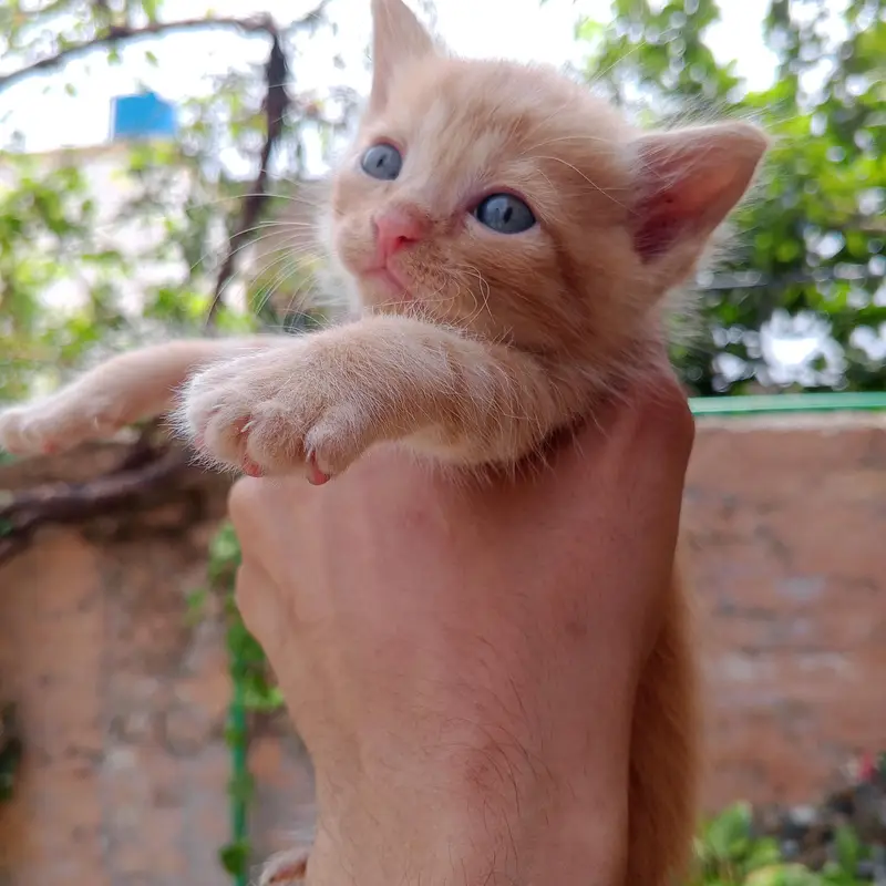 Persian Kittens For Sale — photo 8