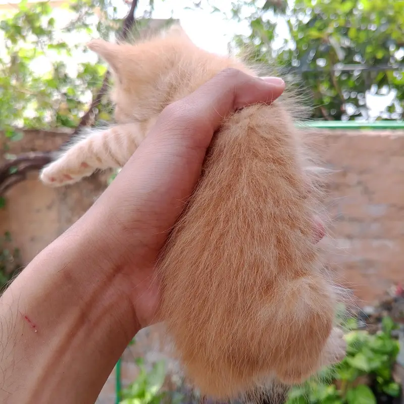 Persian Kittens For Sale — photo 9