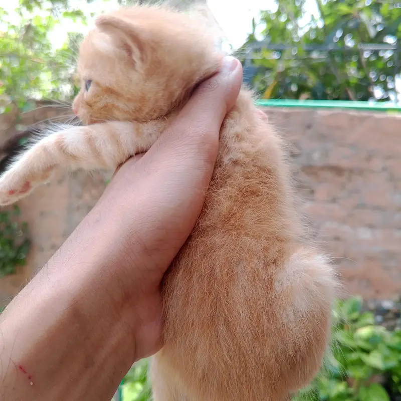 Persian Kittens For Sale — photo 10