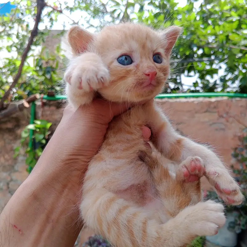 Persian Kittens For Sale — photo 11