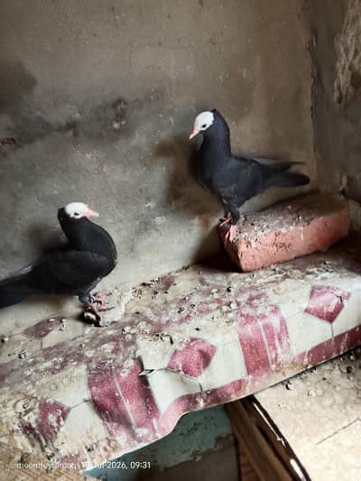 Mukhi Black