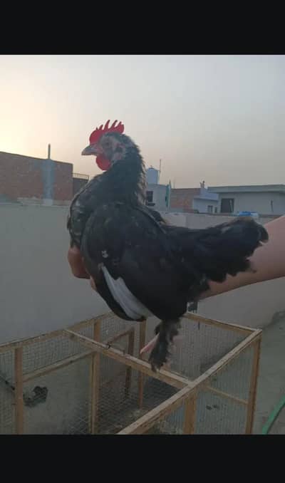bantam