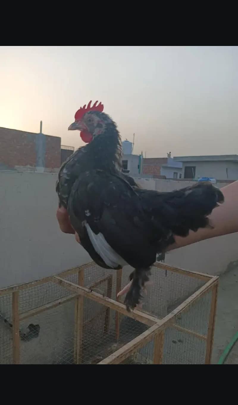 bantam 0