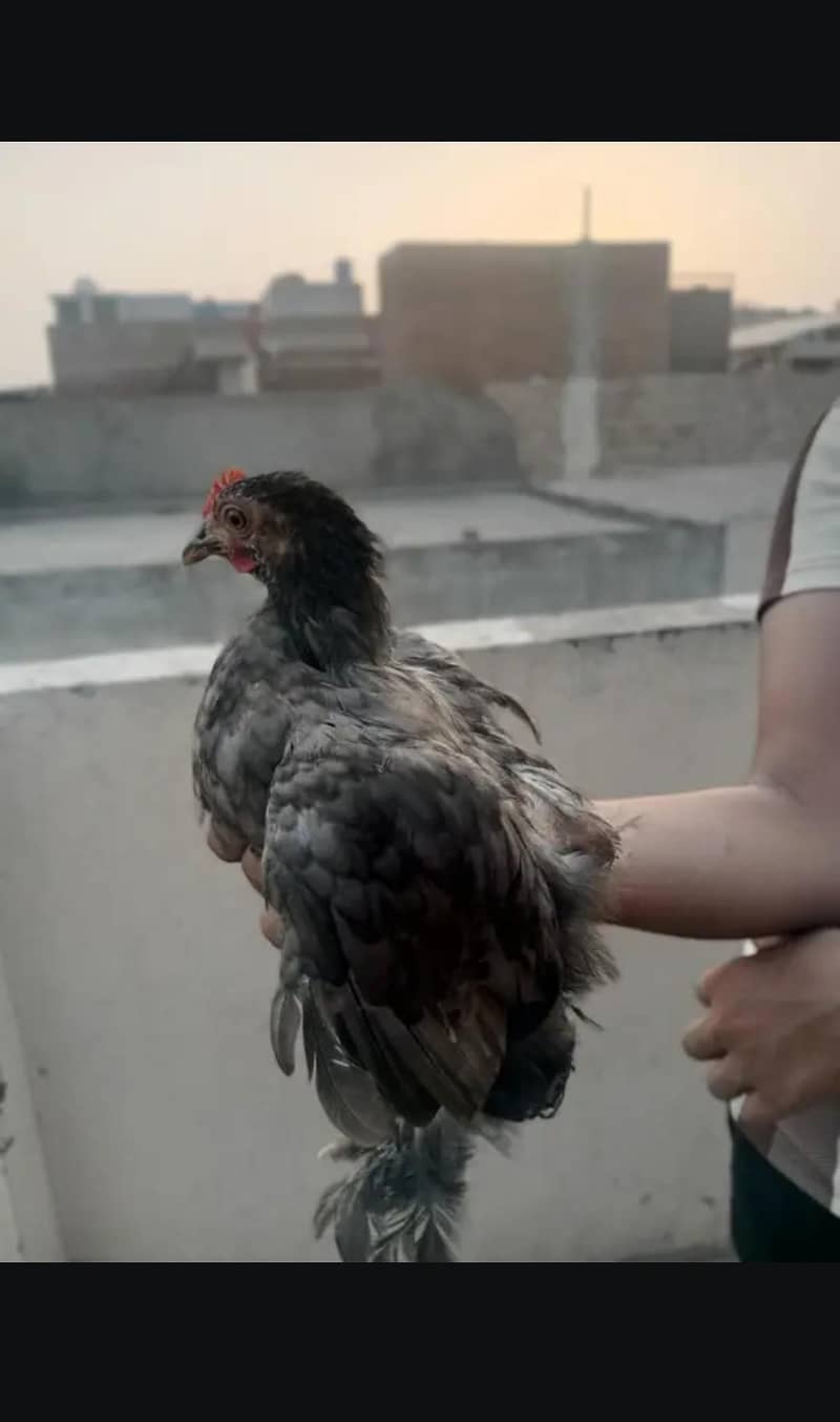 bantam 1
