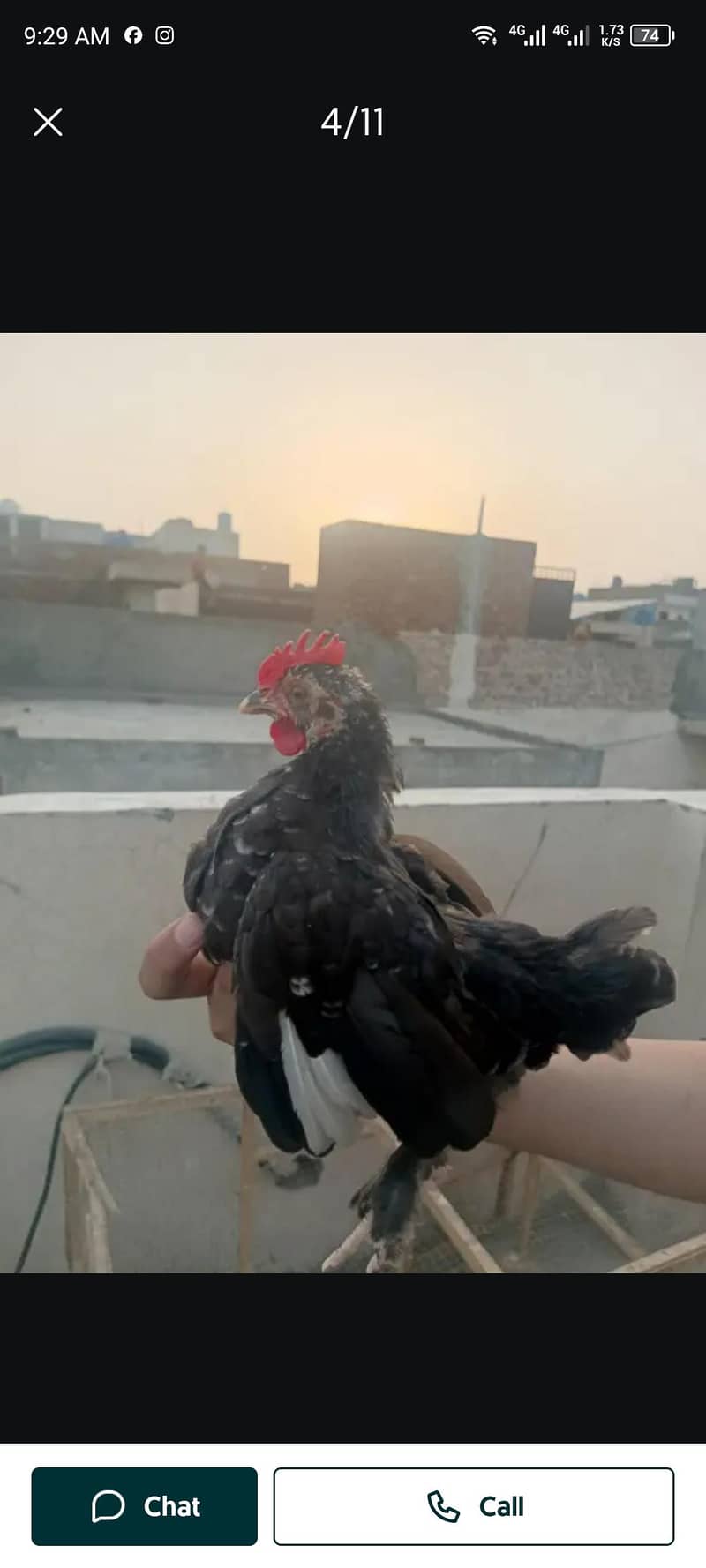 bantam 2