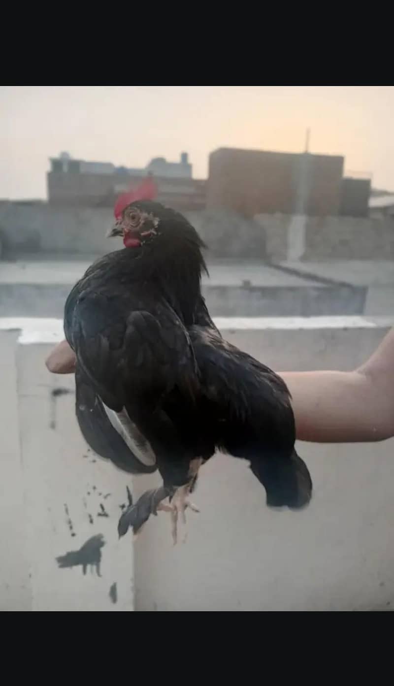 bantam 3