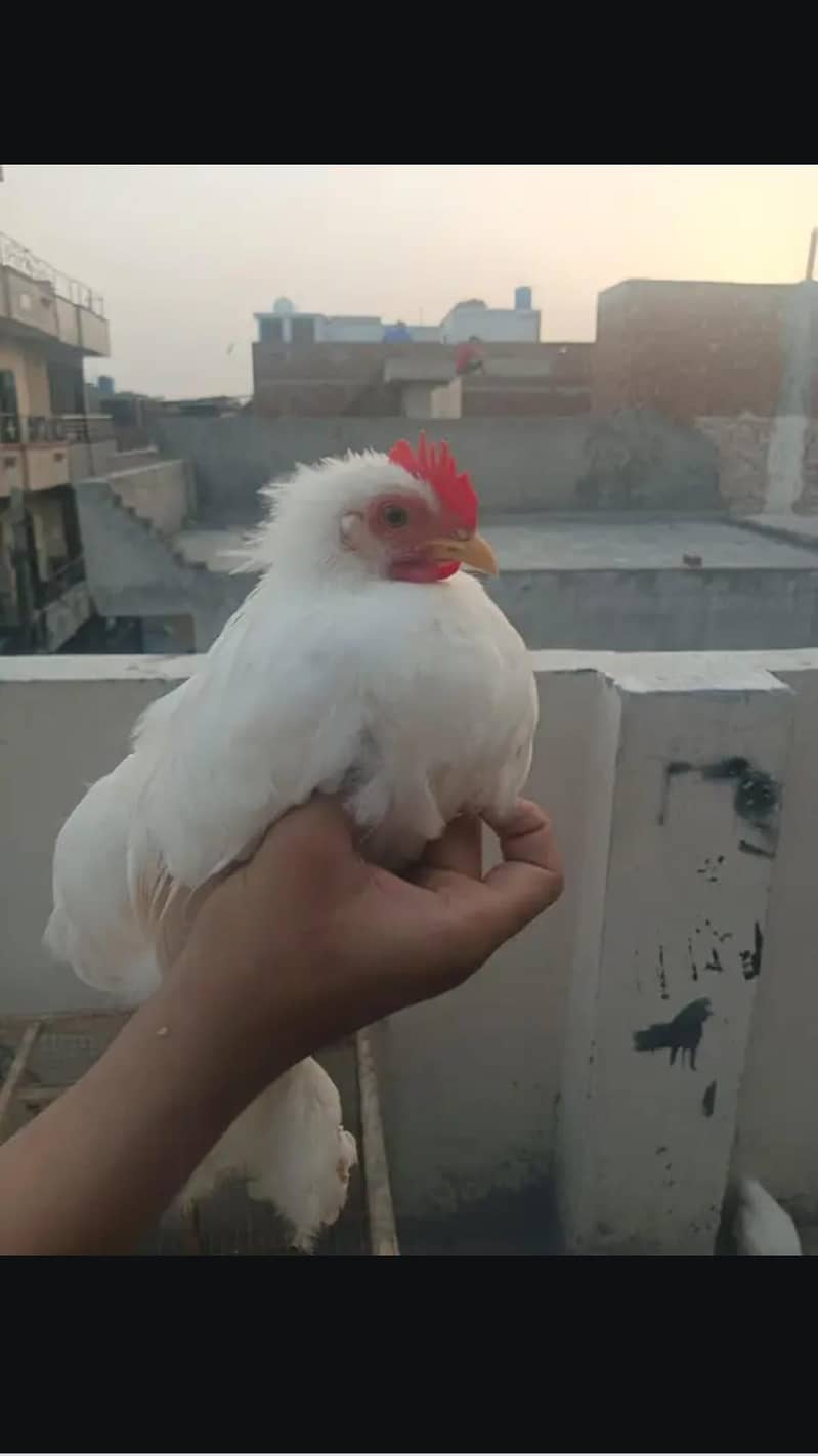 bantam 4
