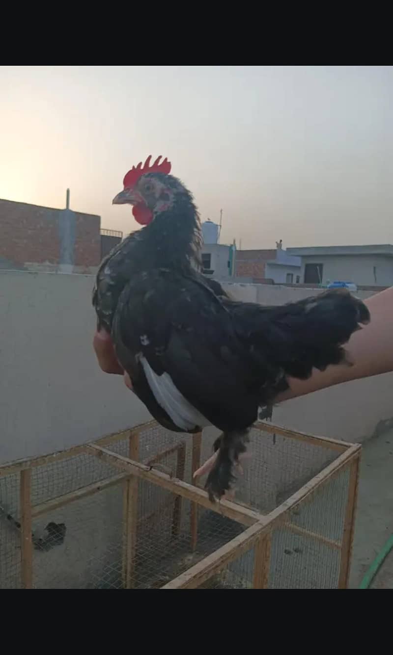bantam 5