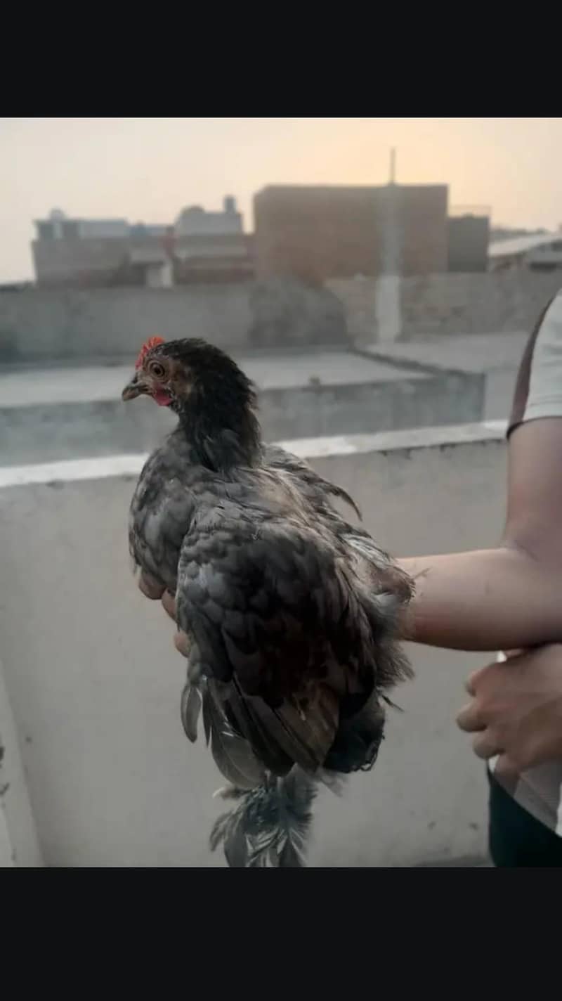 bantam 6