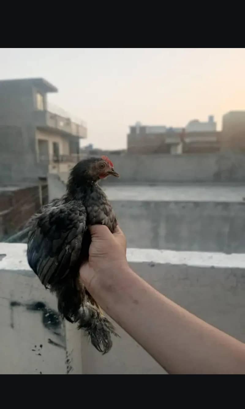 bantam 7