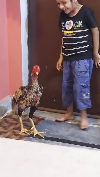 Aseel Murga & Cage