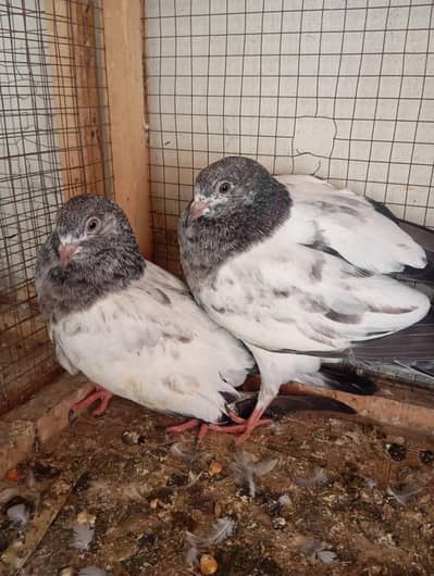 AAA Pigeons