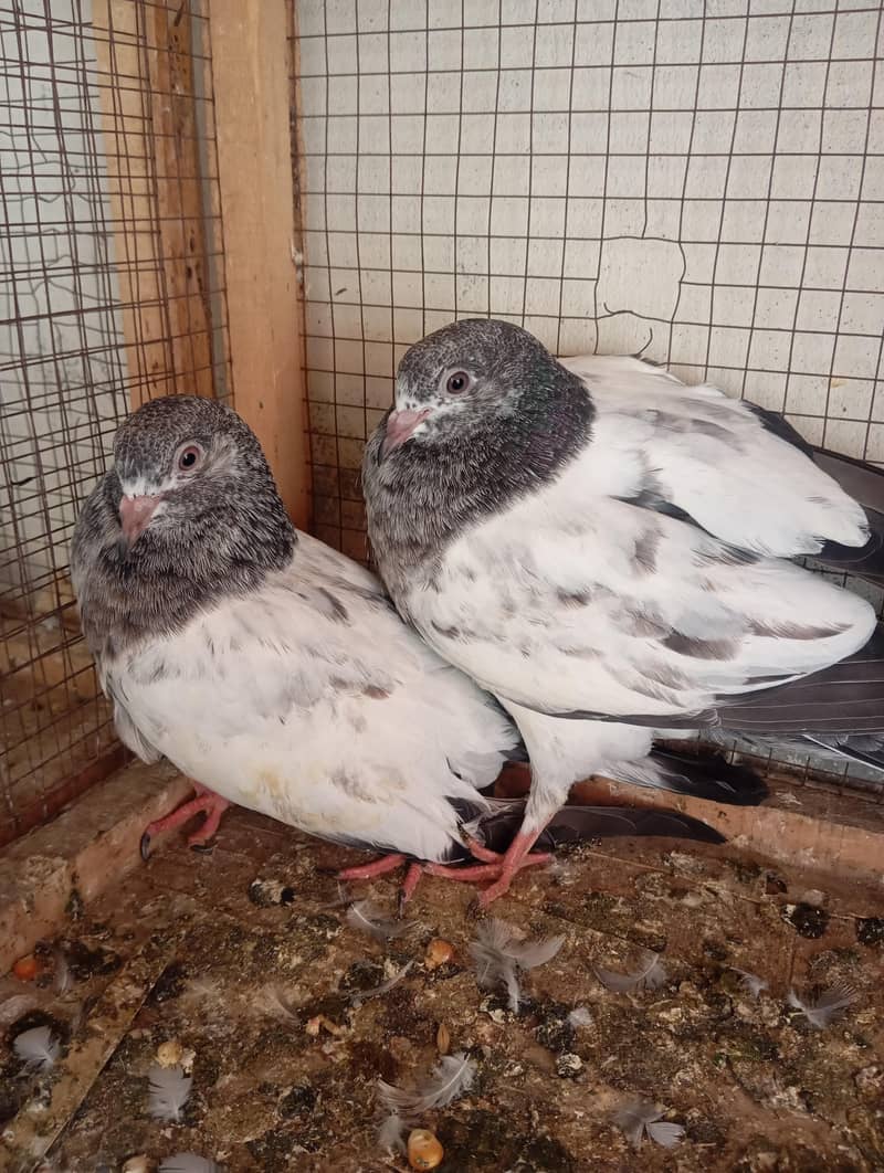 AAA Pigeons 0